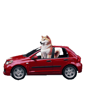 Dog driving